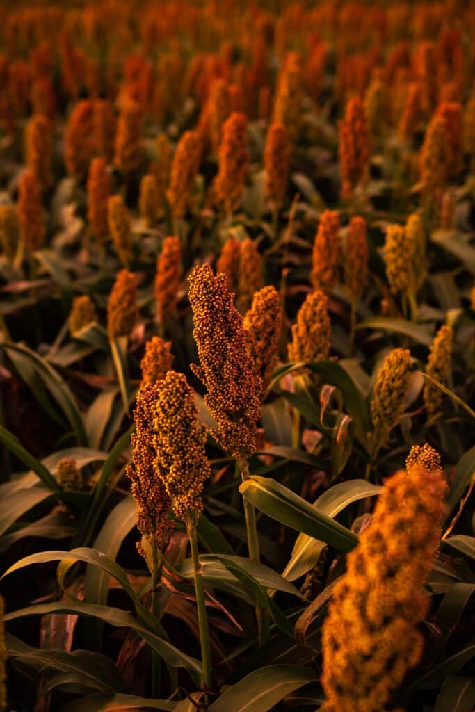 SORGO SUNSET