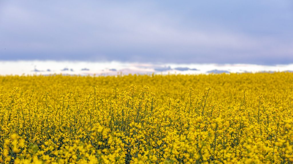 CANADA_CANOLA_Flowering Canola 4915HR-2