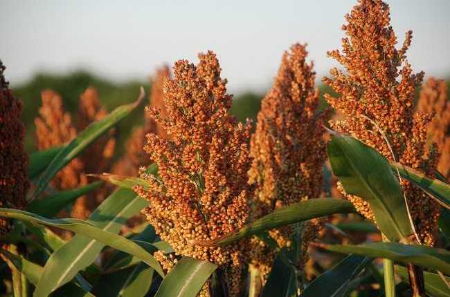 sorghum