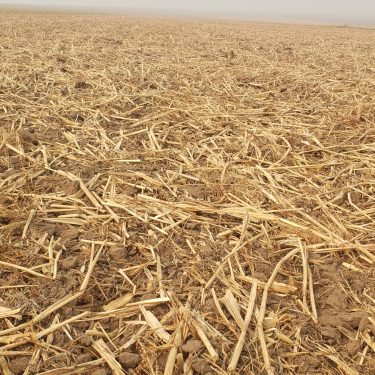 Sorgo Cobertura Nucover 100