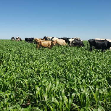 Sorgo Pastejo Nugrass 920 BMR