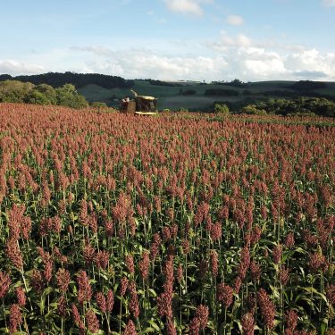 Sorgo Silagem