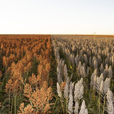 Sorgo GranÃfero Nuseed