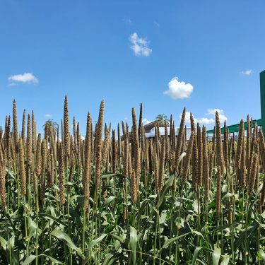 Milheto GranÃfero