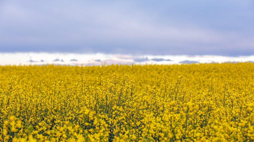 CANADA_CANOLA_Flowering Canola 4915HR-2 CANADA_CANOLA_Flowering Canola 4915HR-2