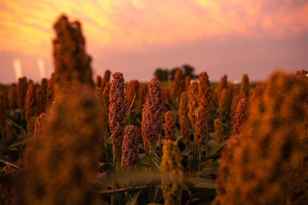 sorghum beauty horizontal Large