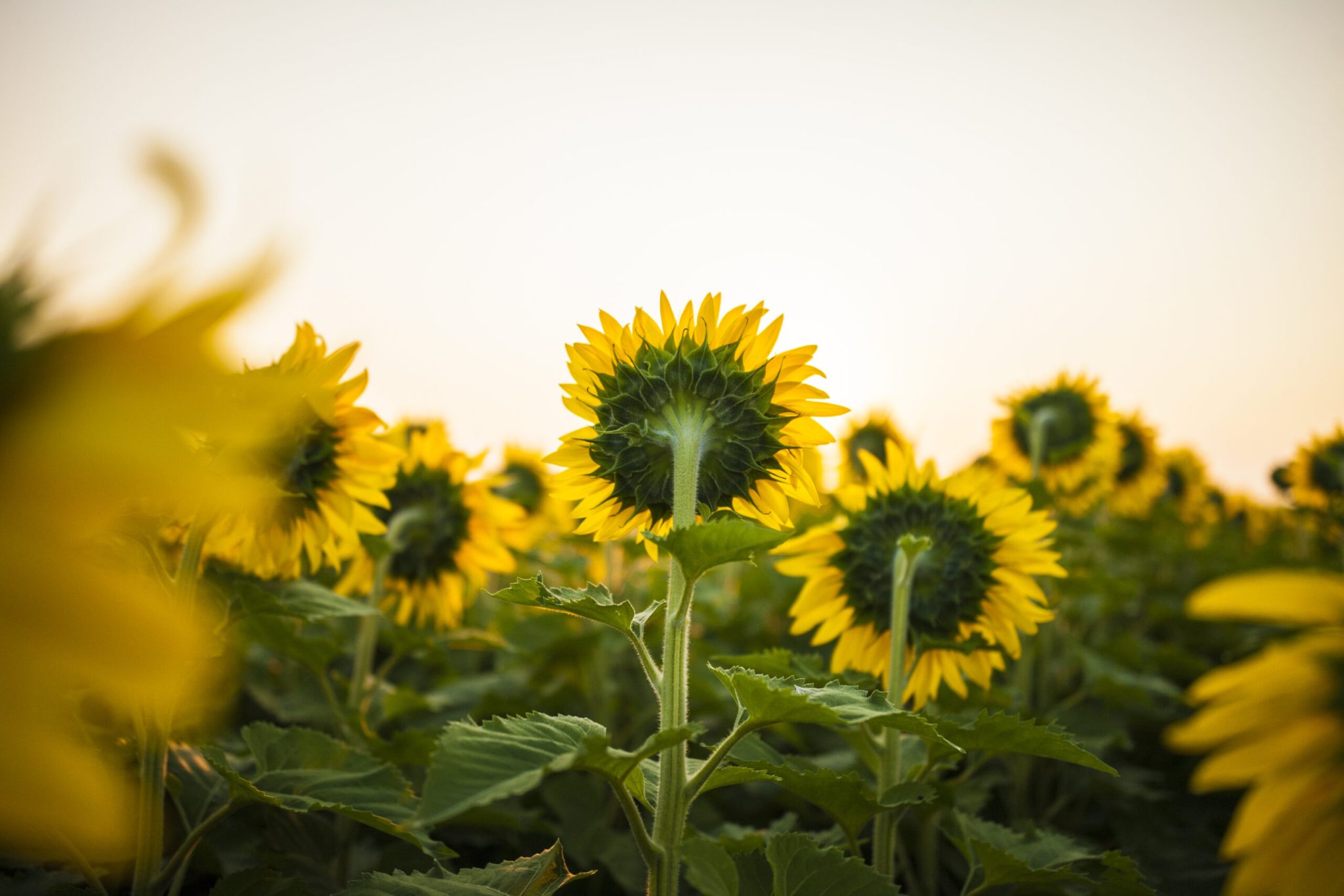 nuseed sunflower scaled