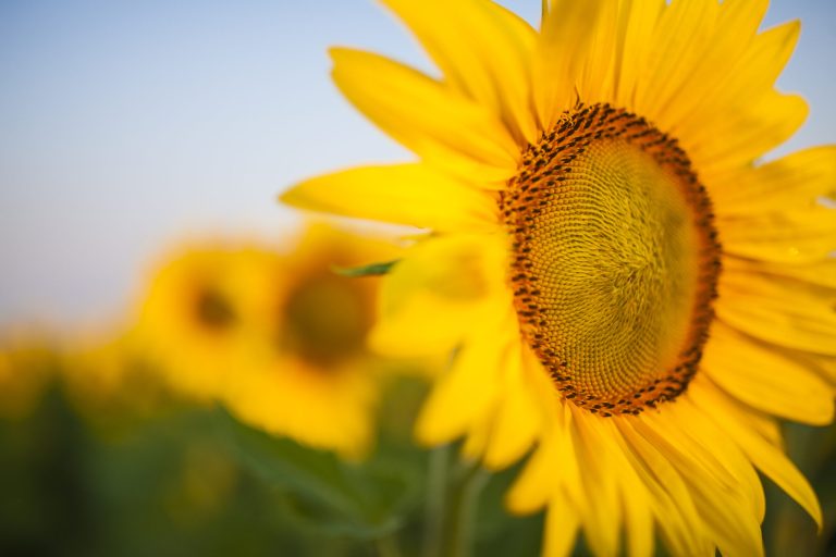 USA SUNFLOWER AdfarmBloomShoot T6K3518 170801 scaled