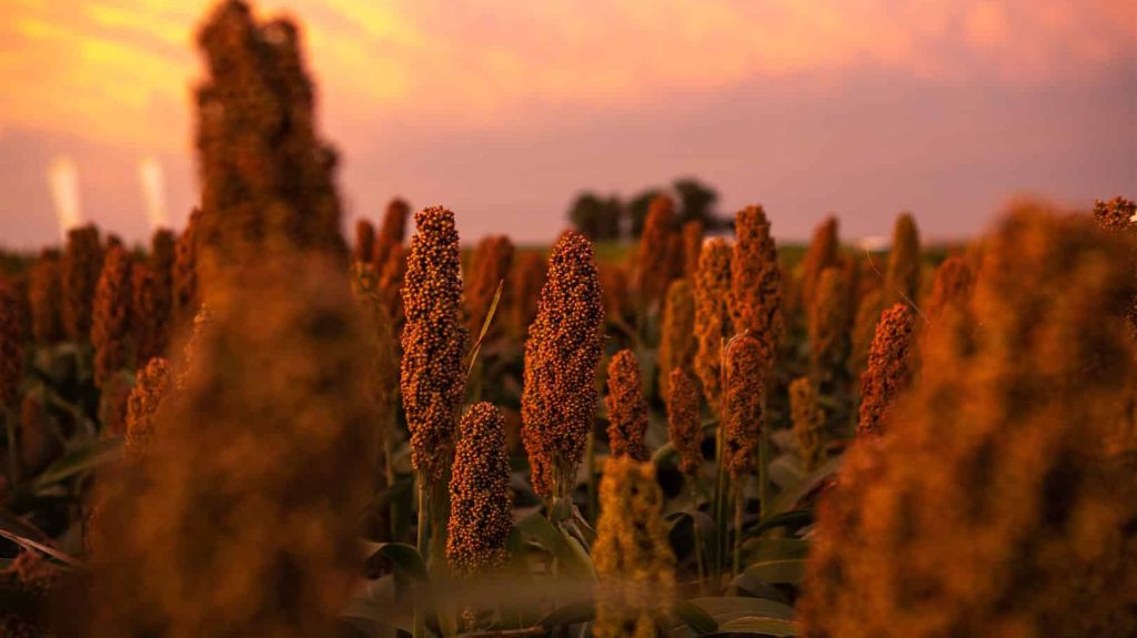 sorghum beauty horizontal (Large)