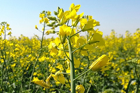 Nuseed-News-Canola-RD-Collaboration