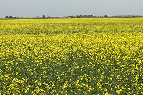 Nuseed-News-core-crops-canola-flowers-field