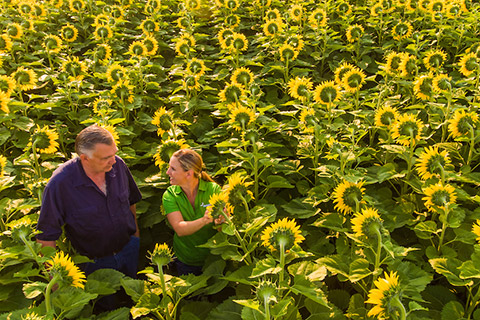 Nuseed-News-core-crops-sunflowers