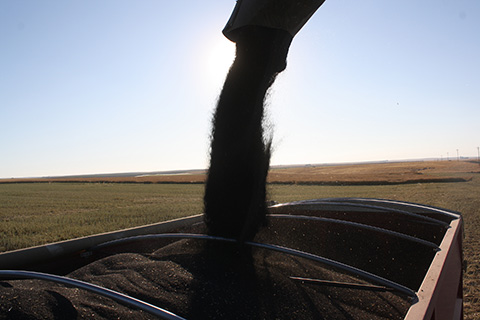 Omega3_canola_seed_field_harvest_nuseed_processing_partners