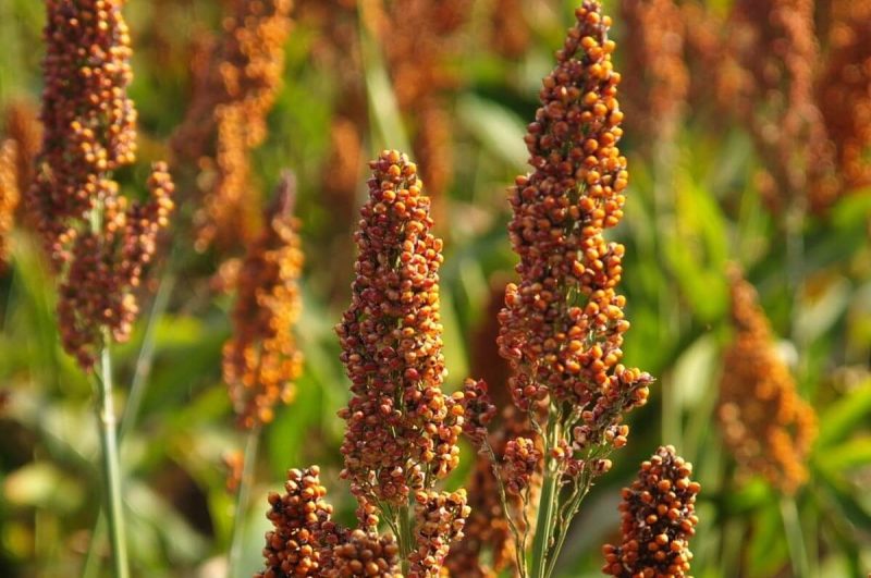 Nuseed-Sorghum-Closeup