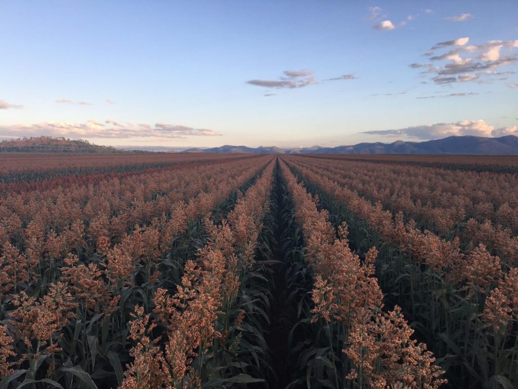 Nuseed-Sorghum-Field