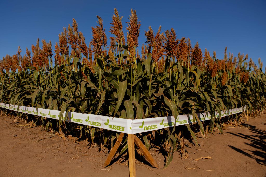 Sorghum harvest Argentina