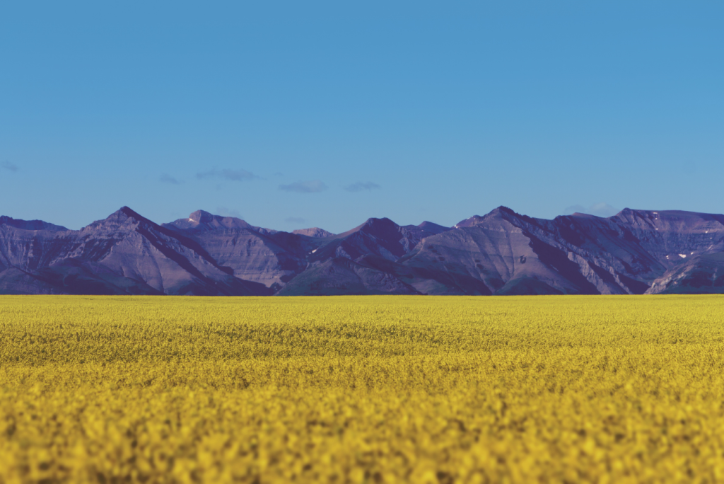 Nuseed Secures Canadian Food and Feed Approvals for Omega-3 Canola Oil - test 1