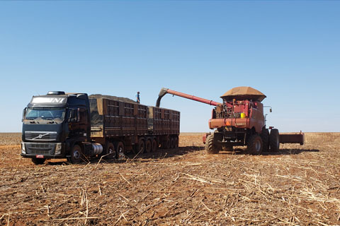 Brazil sunflower harvest