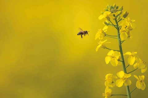 Growing-sustainable-markets-bee-in-canola