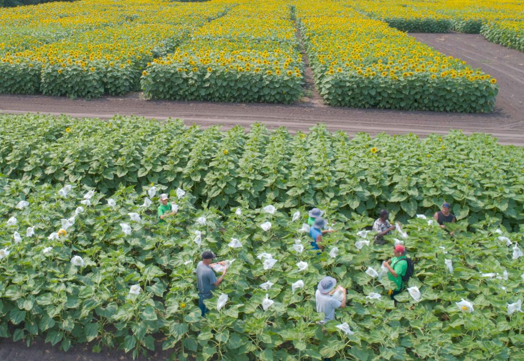 Sunflower-parent-seed-production