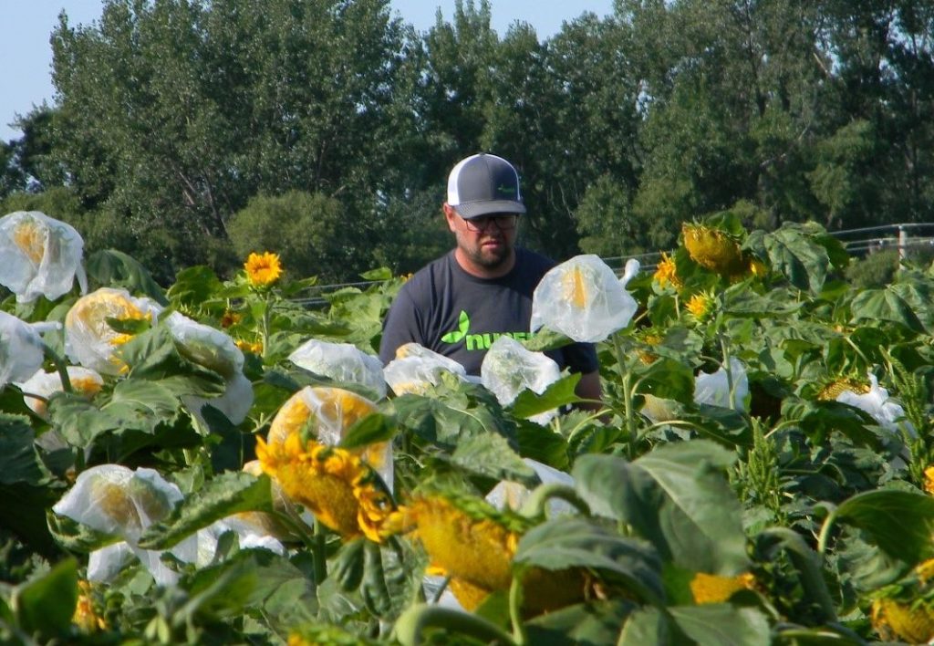 Jeremy-Klumper-sunflowers