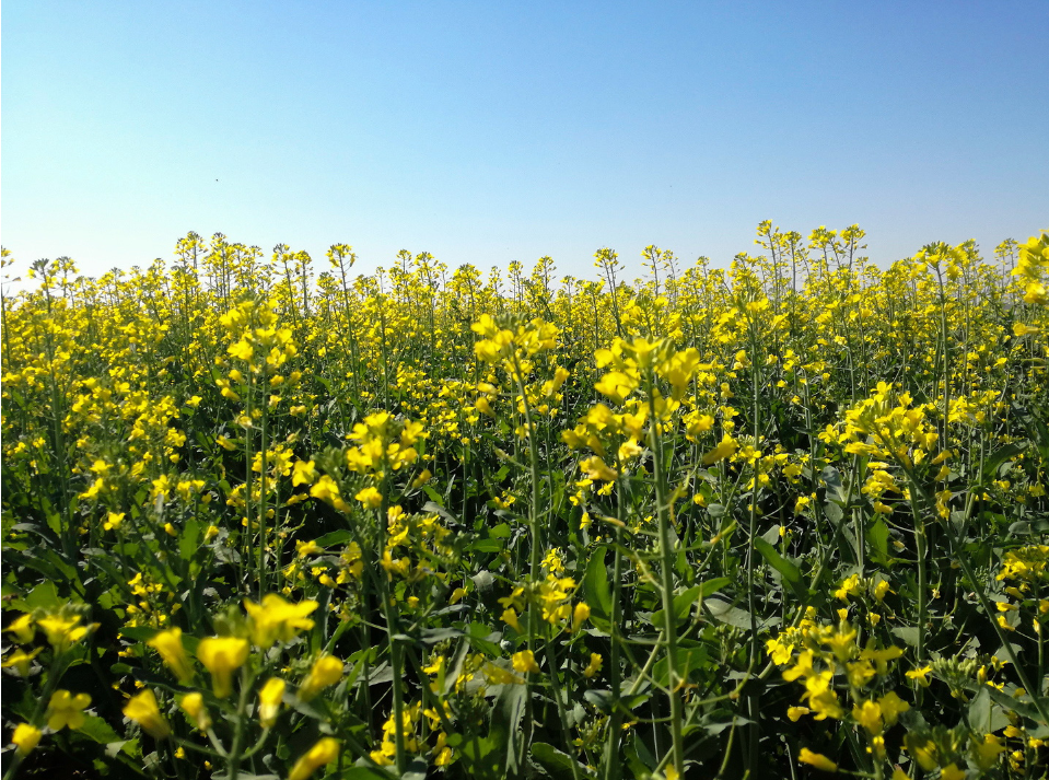 carinata-flowers