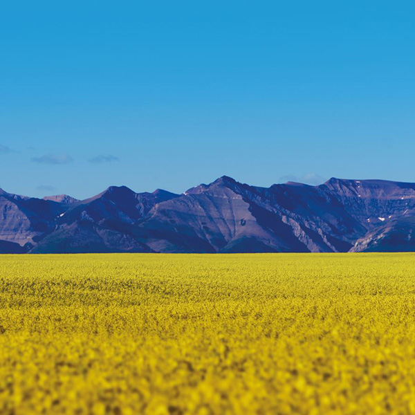 Nuseed Omega-3 Canola Completes Food and Feed Safety Study - nutriterra mountains1