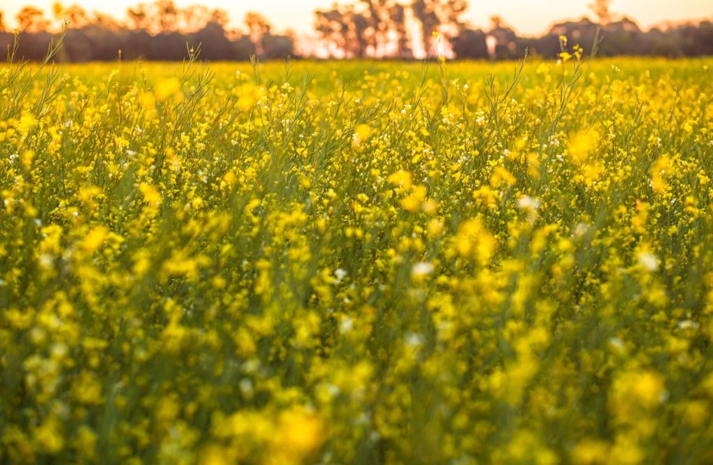 carinata field beauty shot