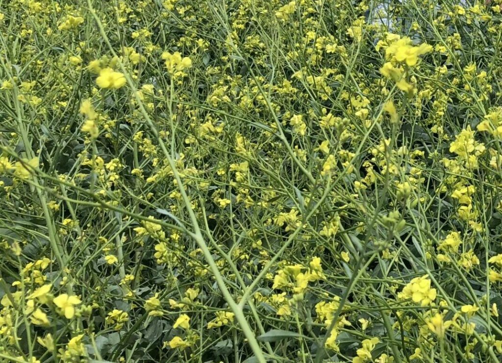 Carinata close up