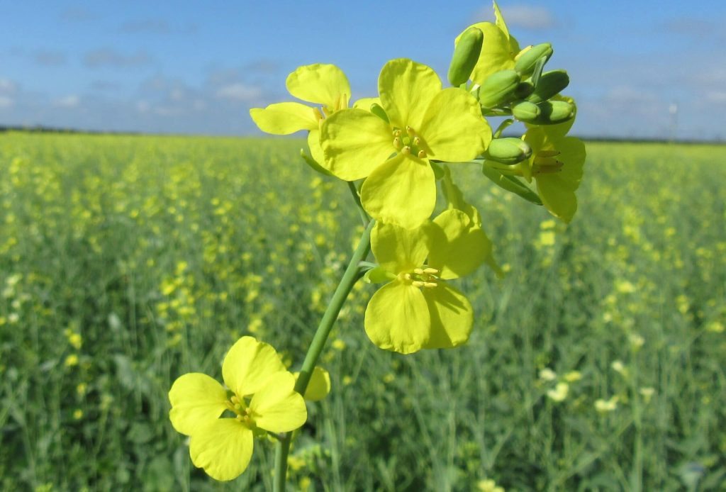 Vertical Close up of Carinata - Initiation of flowering v2