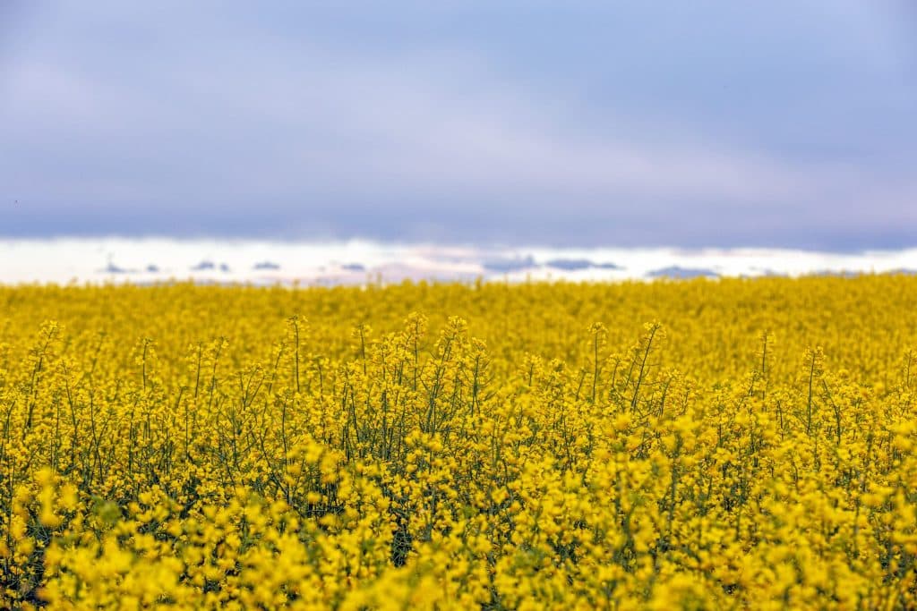 Crops - CANADA CANOLA Flowering Canola 4915HR 2 scaled