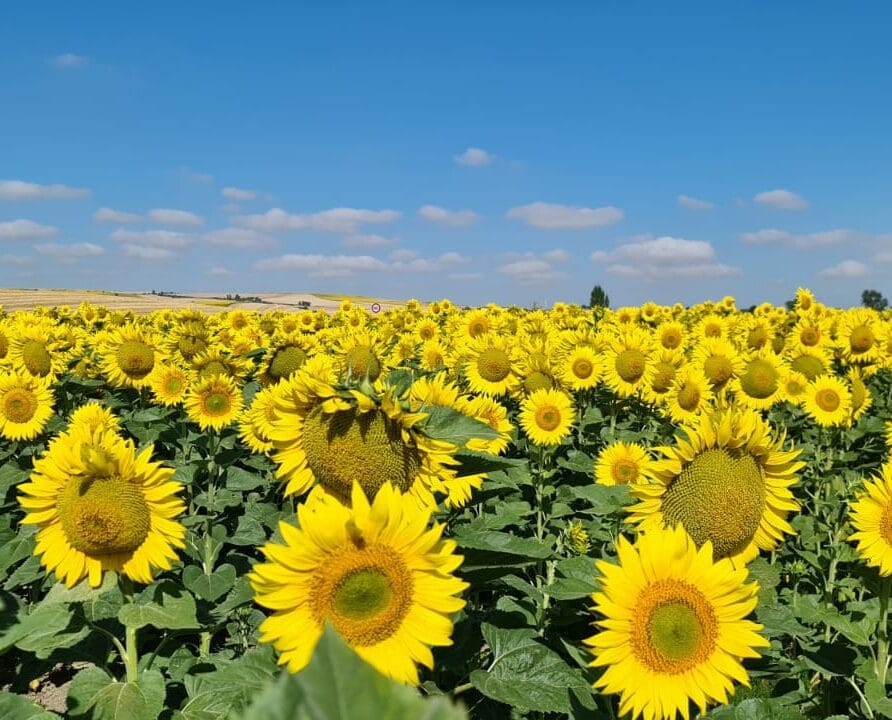 Sunflowers Spain Cropped