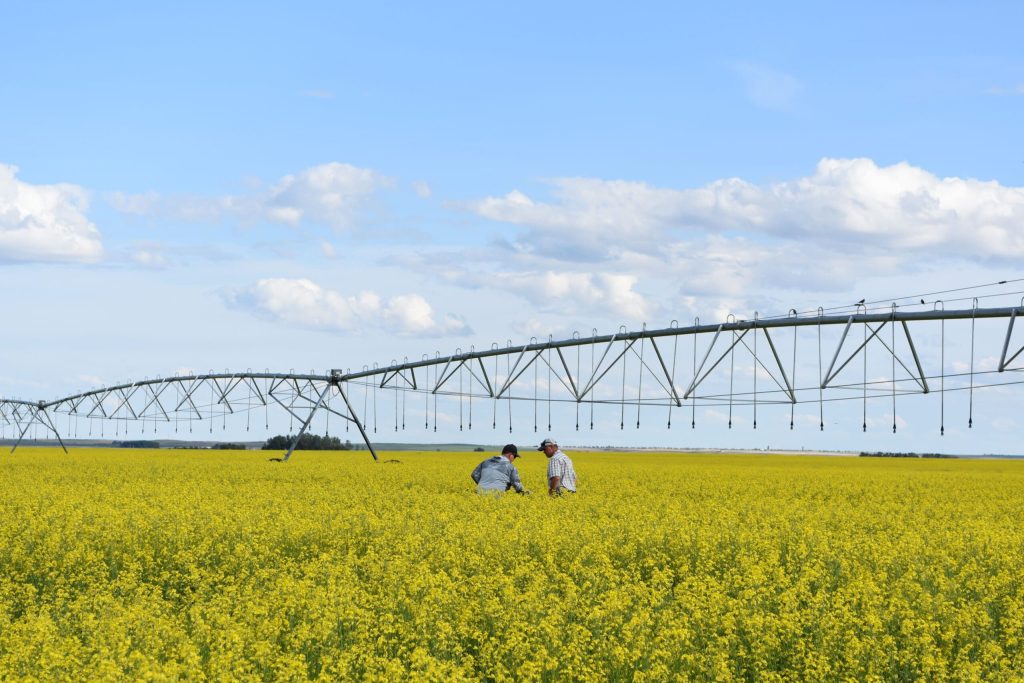 How a new marketing opportunity is also improving soil in Montana - Brian Morse with grower in irrigated omega 3 field scaled 1