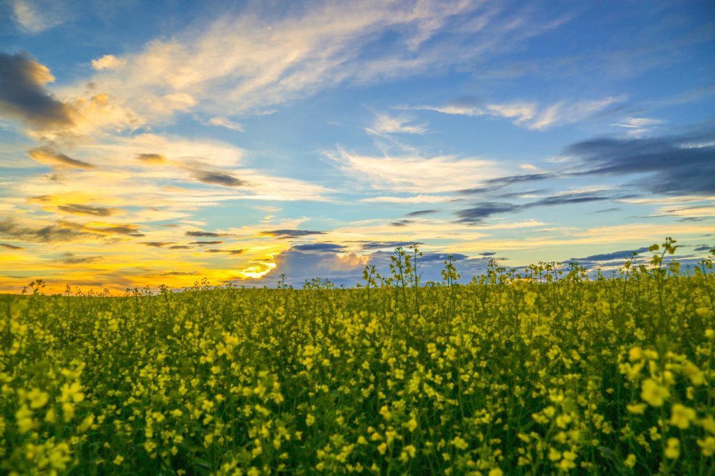 Fats 101: An overview of fats, why we need them and how to make smart choices - CANADA CANOLA BloomShots 1 scaled 1