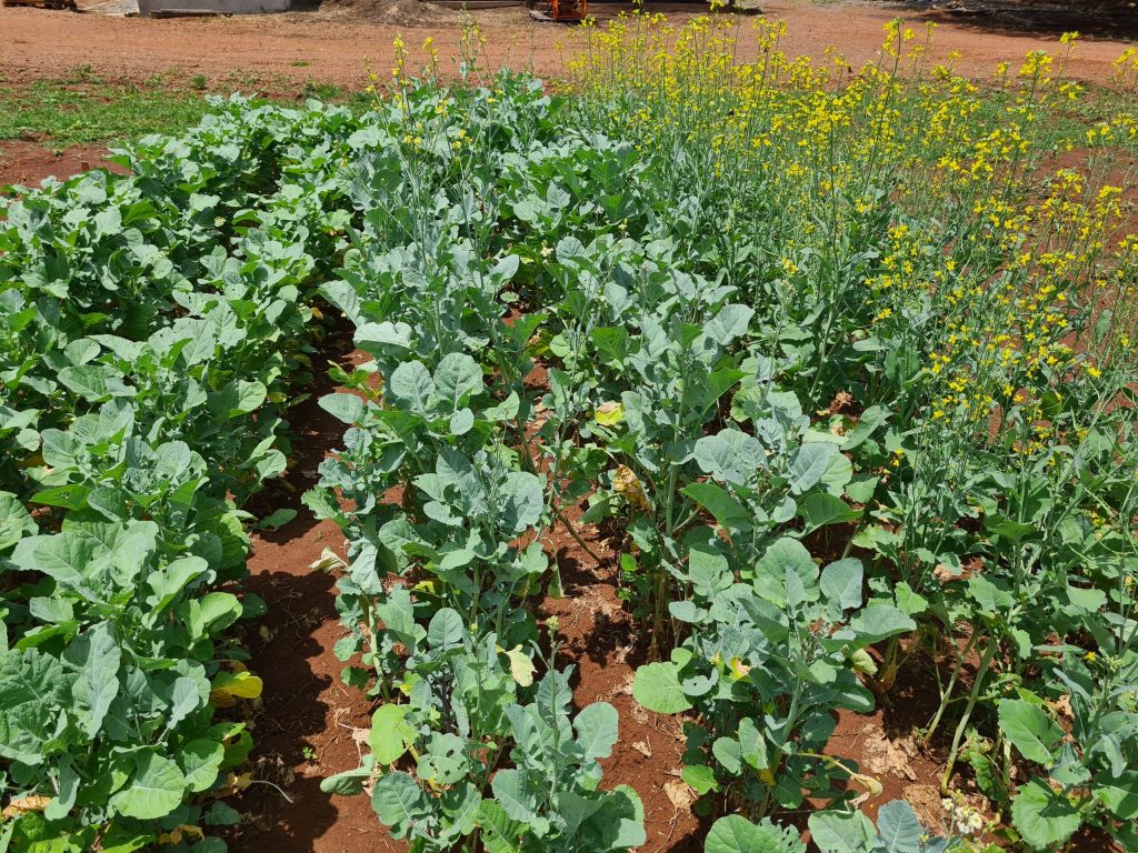 Nuseed Carinata development program expands to Brazil   - 20220125 132907 scaled 1