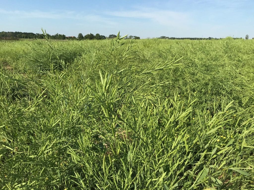 Research supports carinata carbon savings potential between primary crops - Tifton Carinata nursery 2020 21 scaled 1