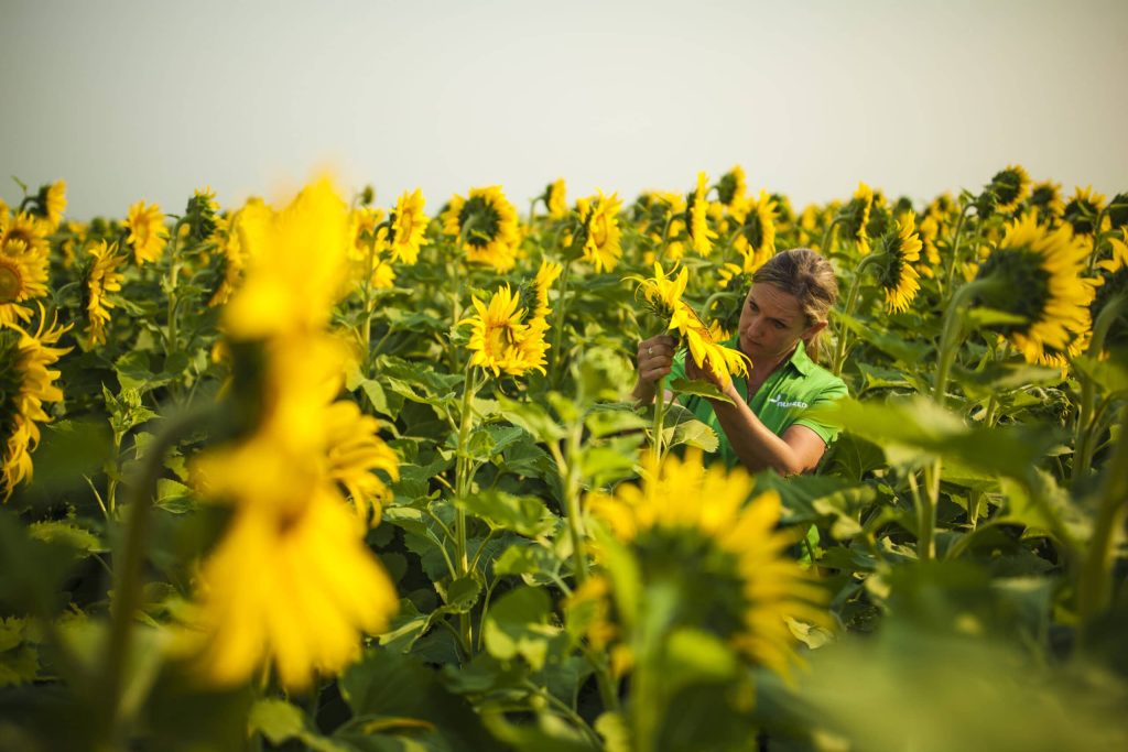 Syngenta and Nuseed SA reach a purchase agreement for sunflower hybrids and genetic base - USA SUNFLOWER AdfarmBloomShoot T6K3989 170801 scaled 1