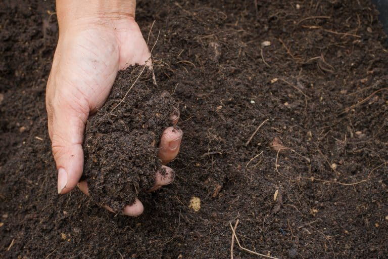 Nuseed Carinata - Global WorldSoilDay