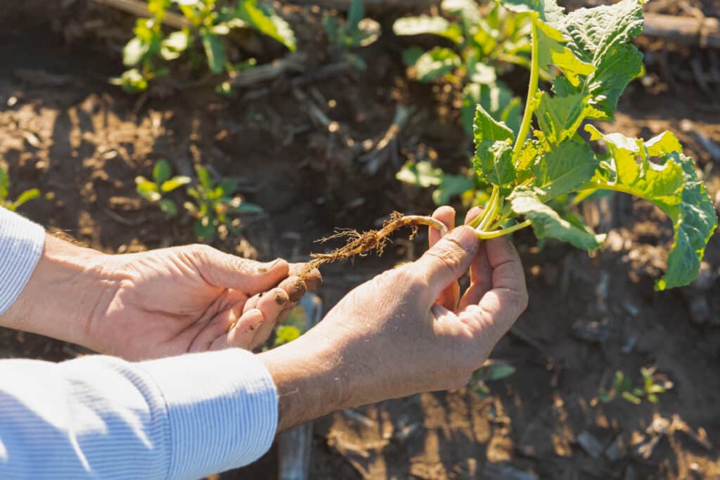 IETA Video Launched at COP27 Highlights How Nuseed Carinata Reduces, Removes and Restores Carbon  - GLOBAL CARINATA Soil Carbon Reduce Emissions