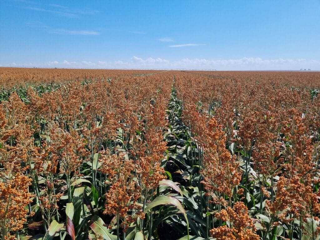 High expectations for the Next Brazil Sorghum Crop  - GobalSorghumDroughtPIc