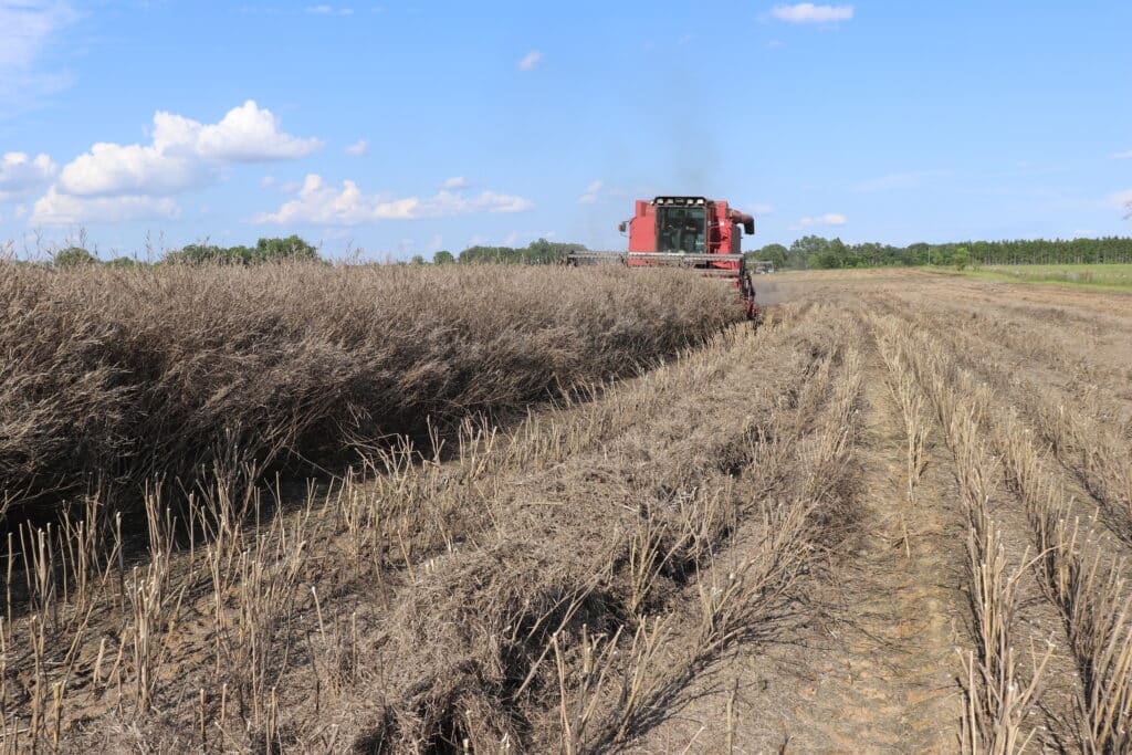 New energy without new equipment - Carinata Harvest in Georgia